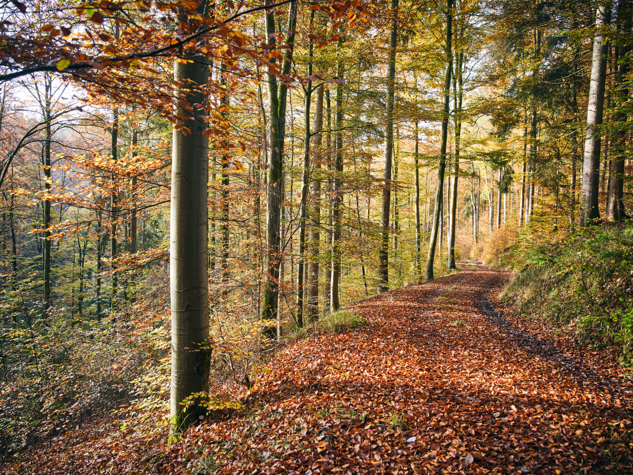 Økonomisk bærekraft