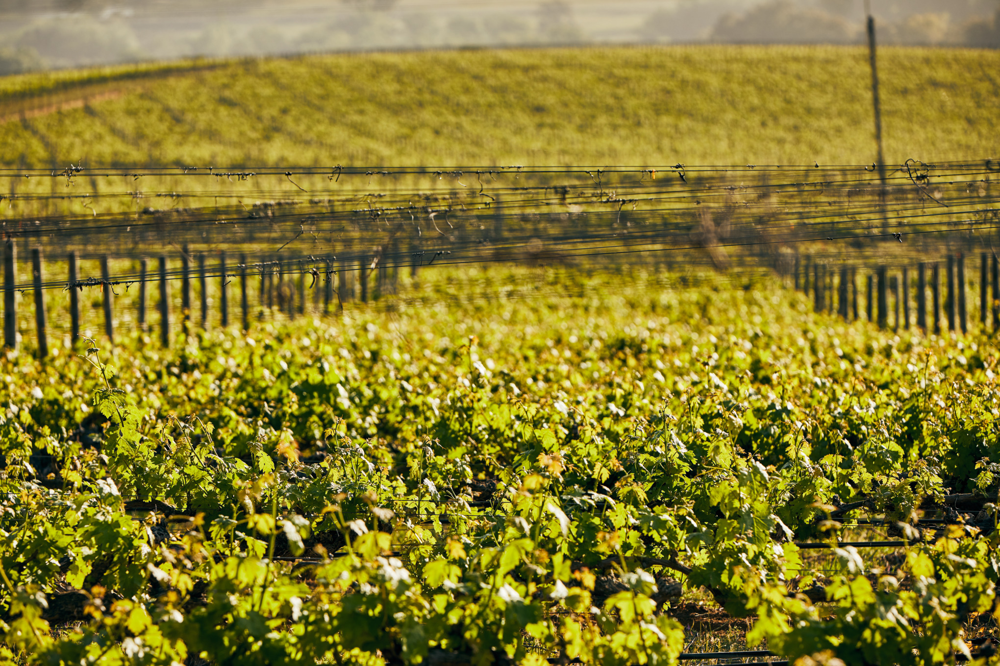 STIHLs salgsselskaper i Sør-Amerika