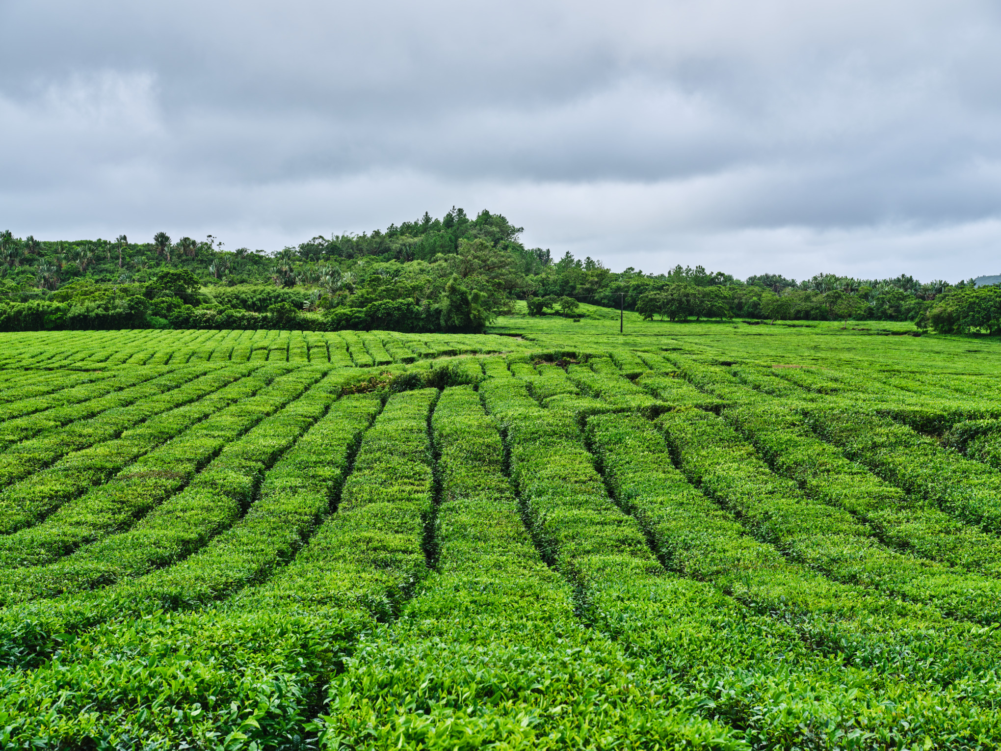 STIHLs salgsselskaper i Midtøsten