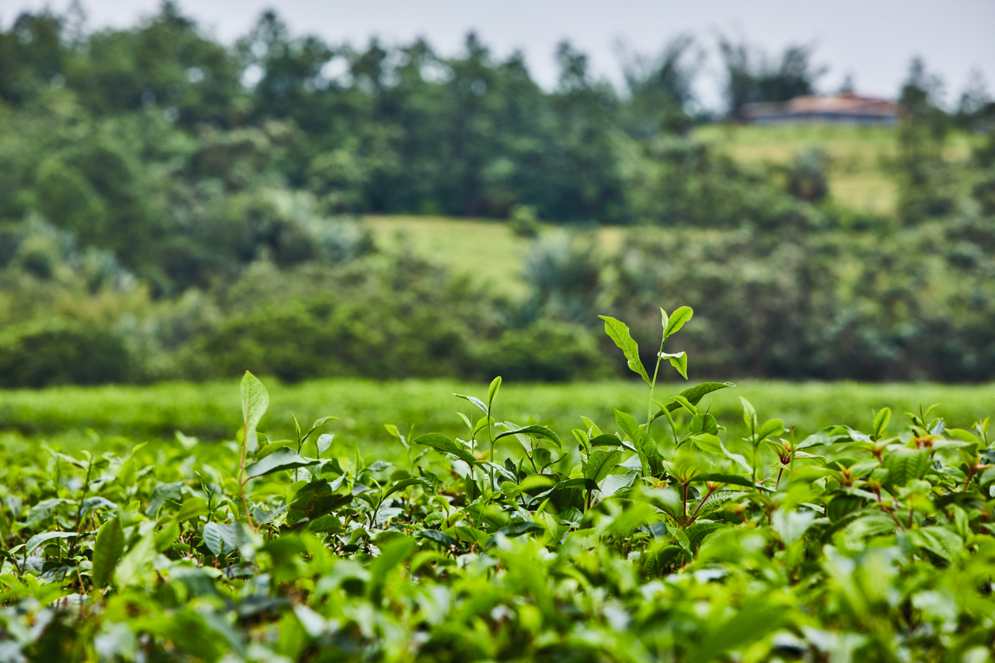Vekst i naturens bilde